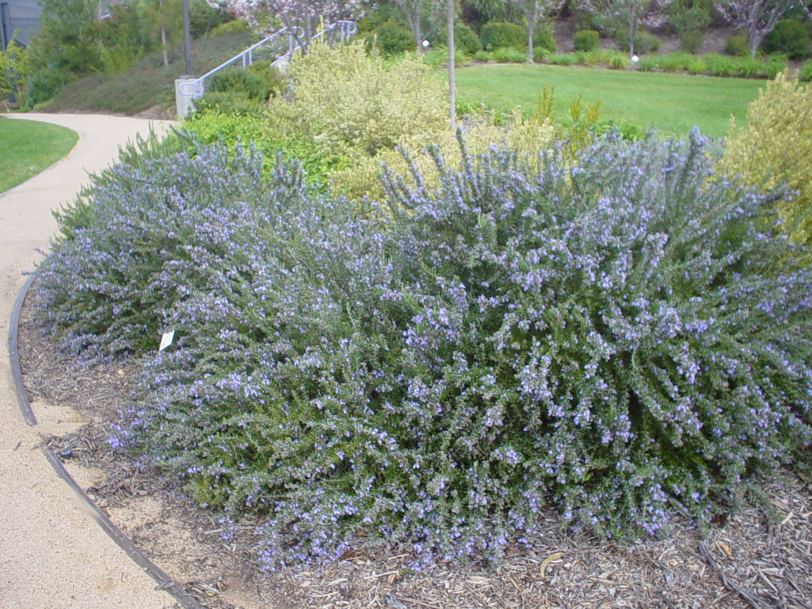 Rosmarinus officinalis 'Prostratus' - Kruiprozemarijn