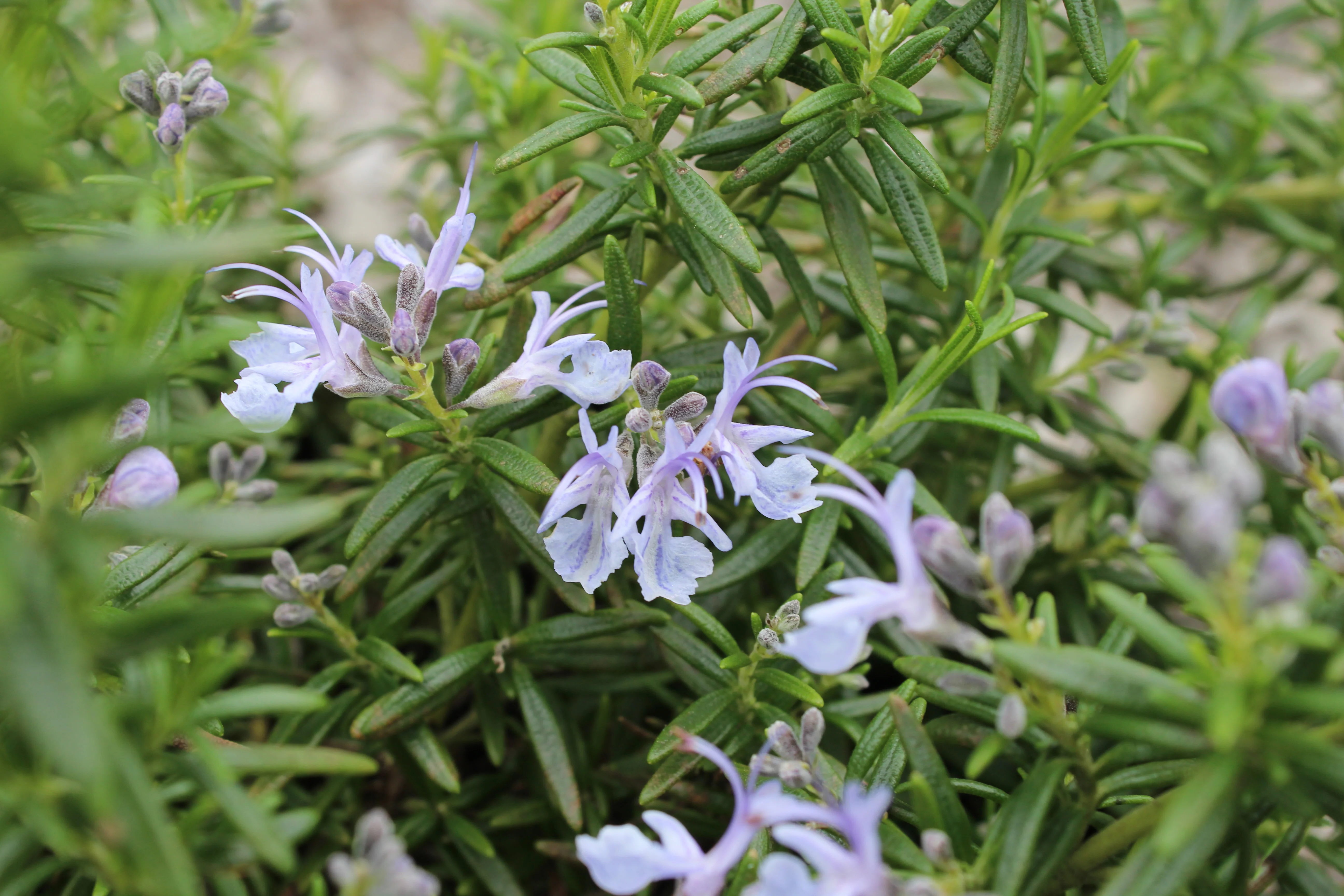 Rosmarinus officinalis 'Prostratus' - Kruiprozemarijn