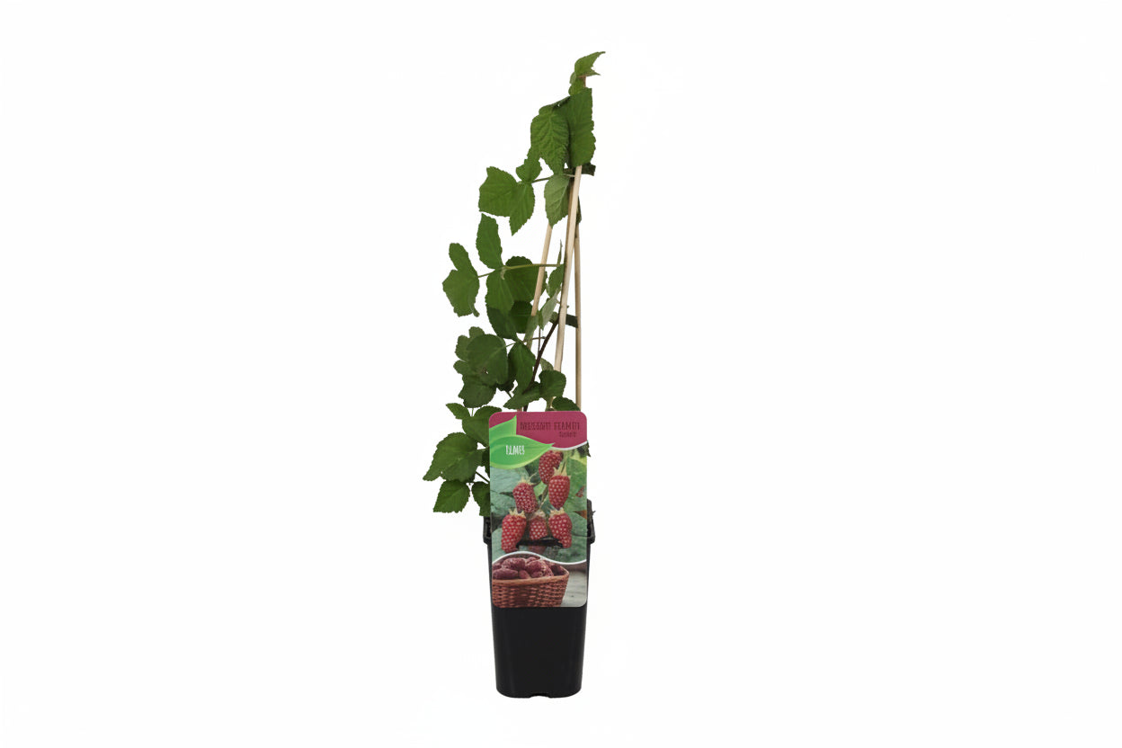 Rubus Tayberry - Braam-Framboos kruising