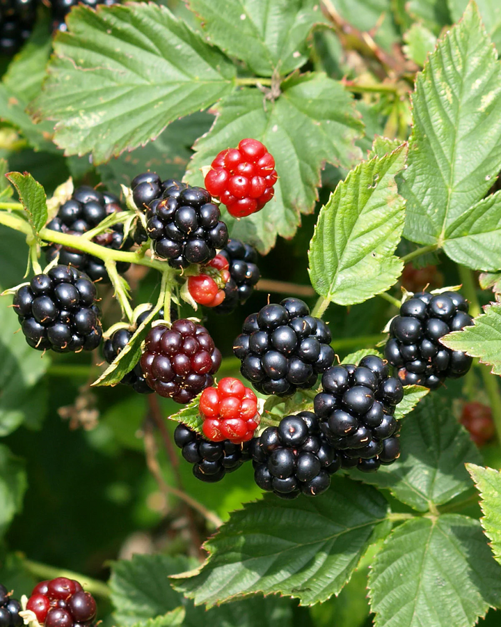 Rubus fruticosus - Gewone braam - Haagelement