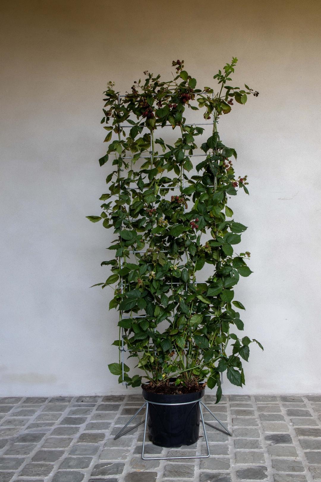 Rubus fruticosus - Gewone braam - Haagelement