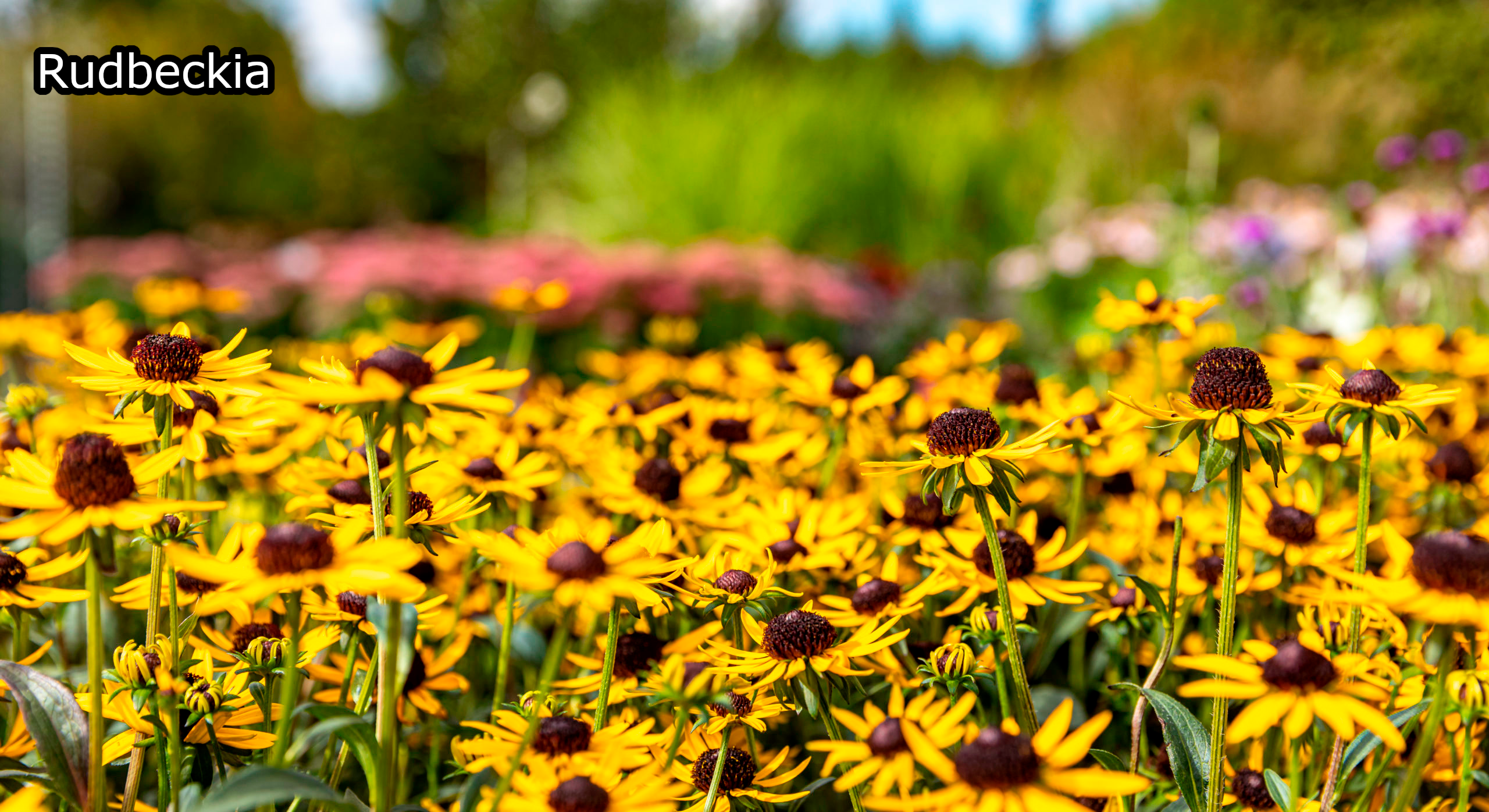 Borderpakket 'Nazomer & Kleur' - 5m² - 50 planten