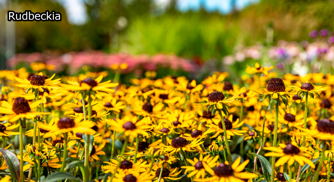 Borderpakket 'Nazomer & Kleur' - 5m² - 50 planten