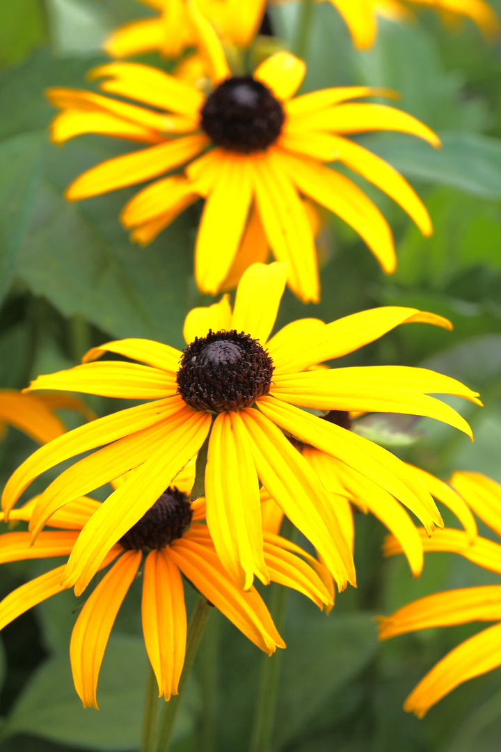 Rudbeckia fulgida 'Goldsturm' - Zonnehoed