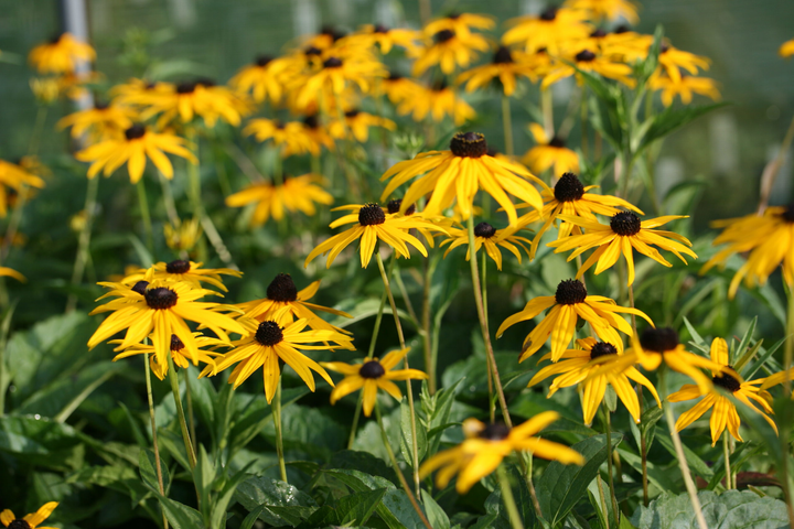 Rudbeckia fulgida 'Goldsturm' - Zonnehoed