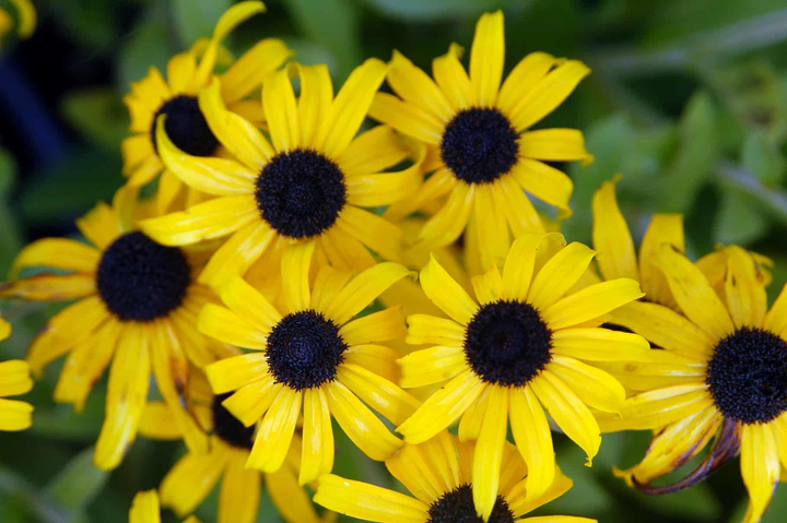 Rudbeckia fulgida 'American Gold Rush' - Zonnehoed