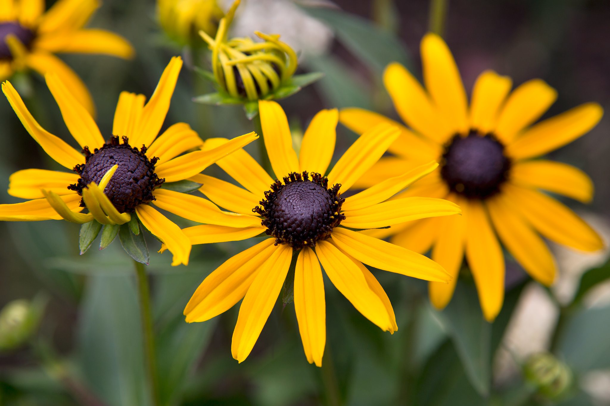 Rudbeckia fulgida 'Little Goldstar' - Zonnehoed