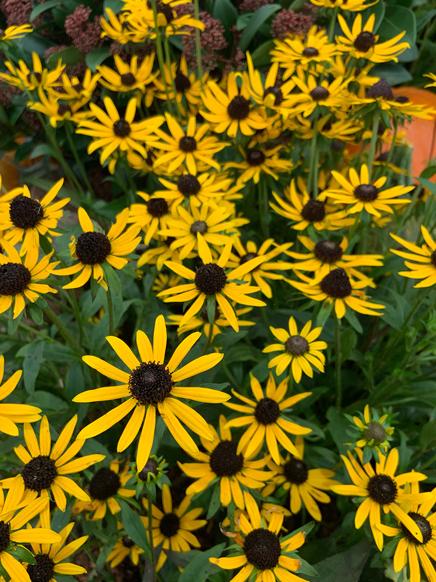 Rudbeckia fulgida 'Little Goldstar' - Zonnehoed