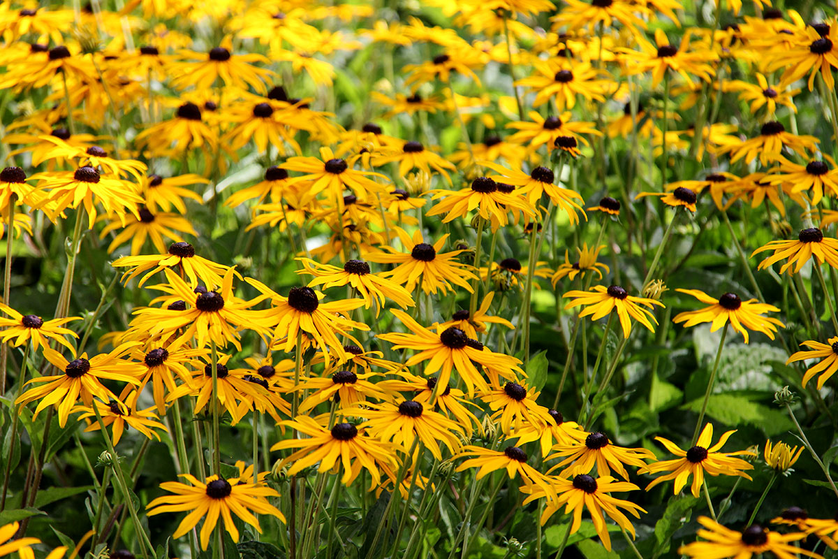 Rudbeckia fulgida 'Little Goldstar' - Zonnehoed