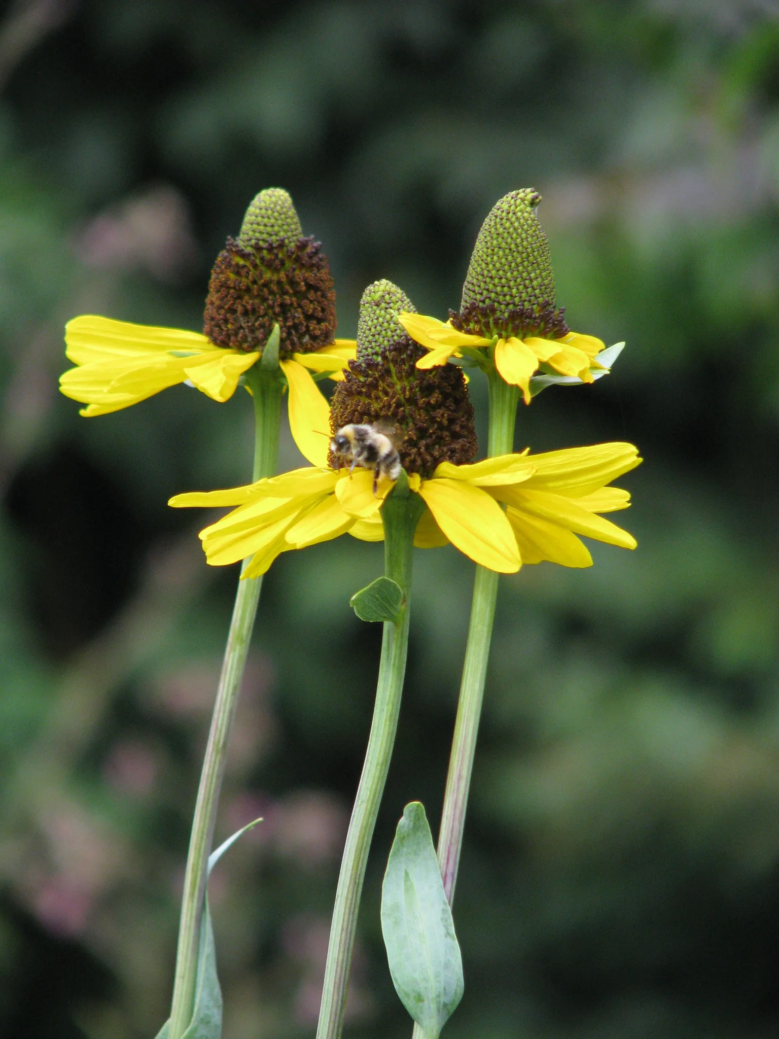 Rudbeckia maxima - Reuzenzonnehoed