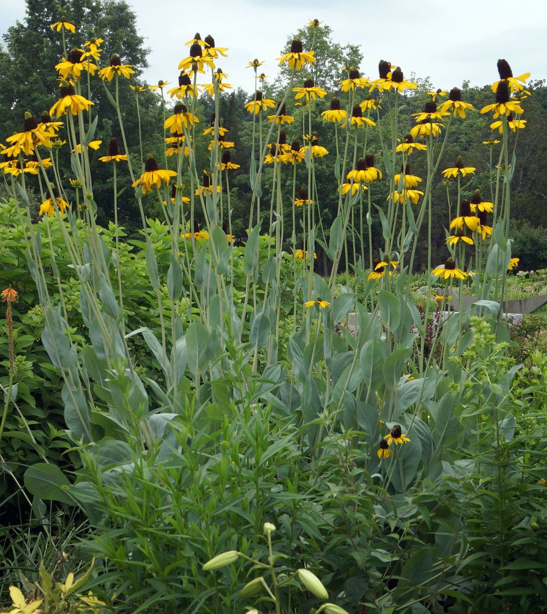 Rudbeckia maxima - Reuzenzonnehoed