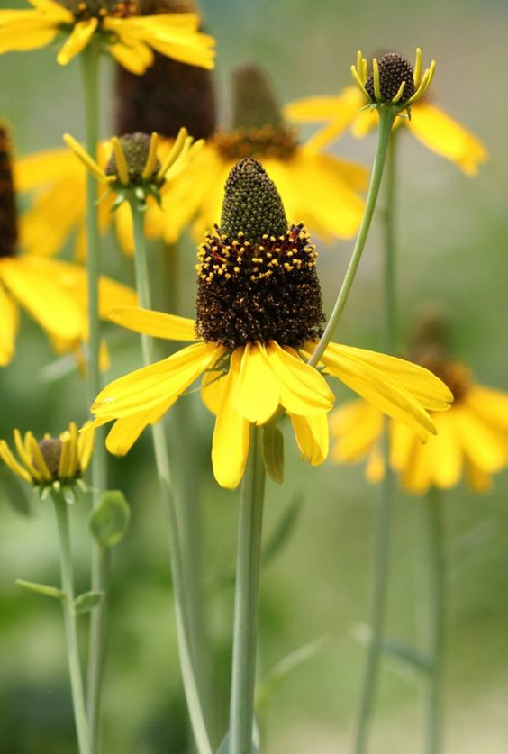 Rudbeckia maxima - Reuzenzonnehoed