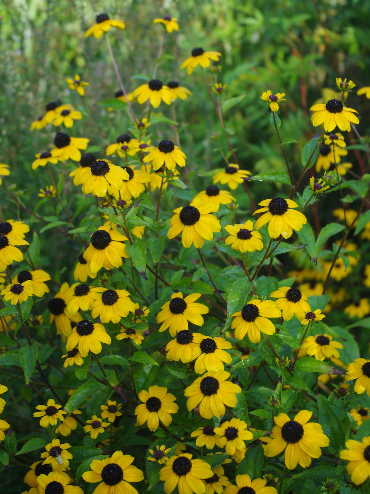 Rudbeckia triloba - Zonnehoed