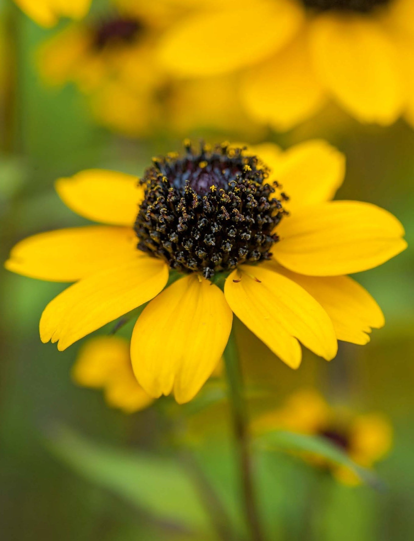 Rudbeckia triloba - Zonnehoed