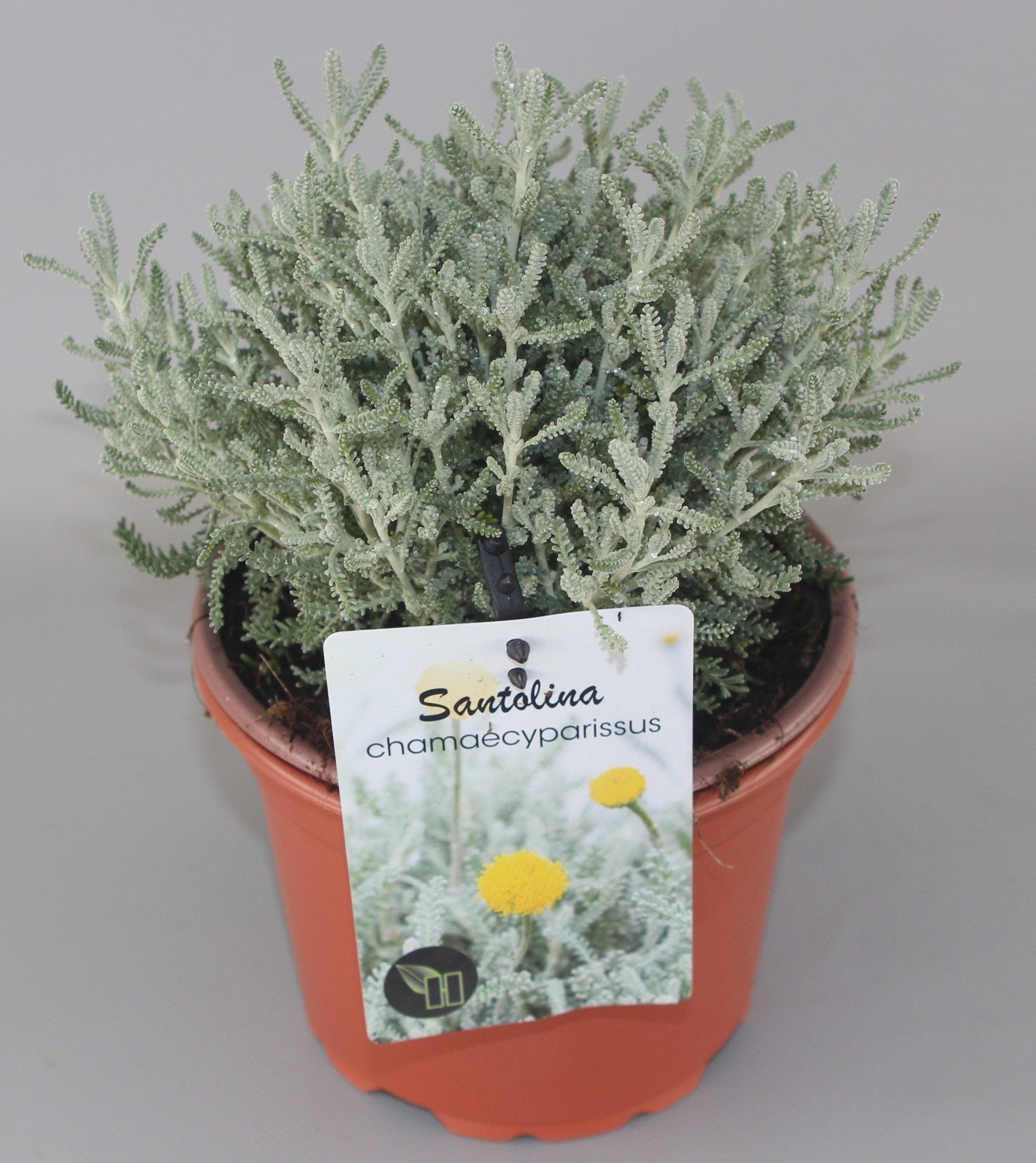 Santolina chamaecyparissus - Heiligenbloem