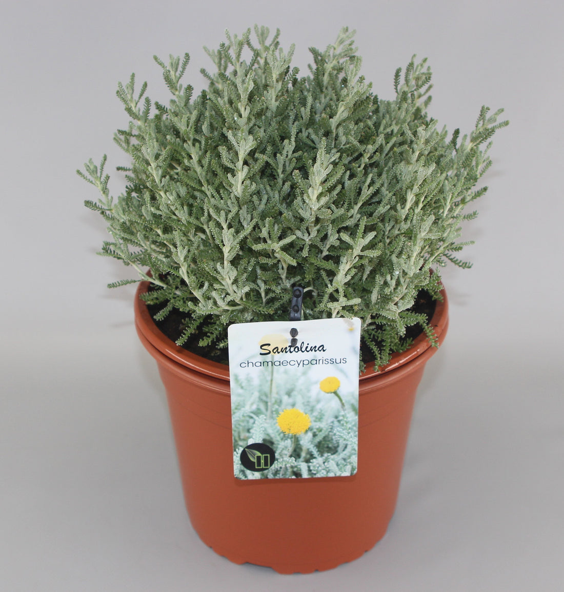 Santolina chamaecyparissus - Heiligenbloem