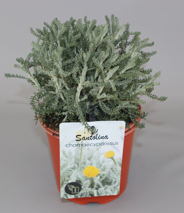 Santolina chamaecyparissus - Heiligenbloem