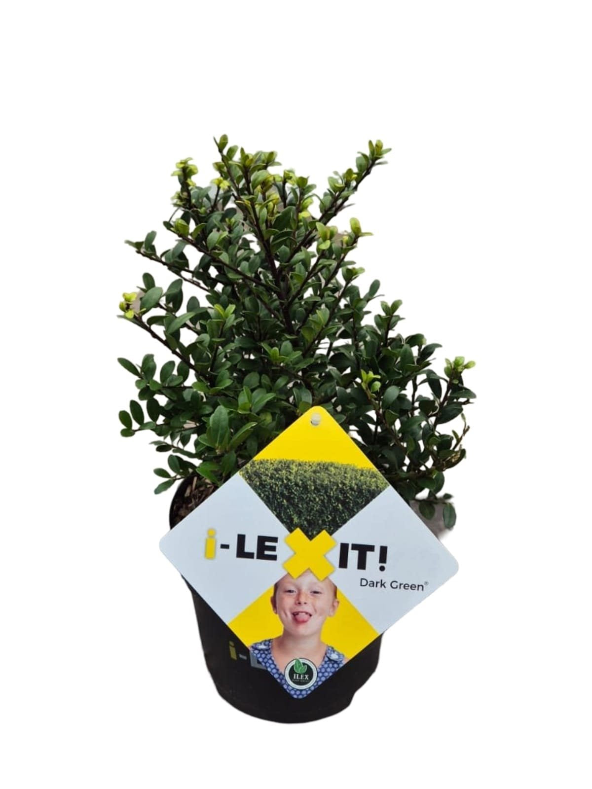Ilex crenata 'Dark Green' - Japanse Hulst in struikvorm