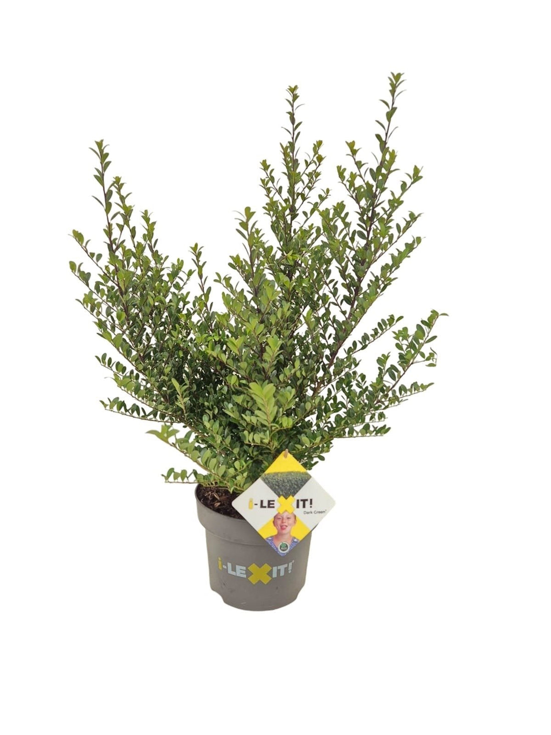 Ilex crenata 'Dark Green' - Japanse Hulst in struikvorm
