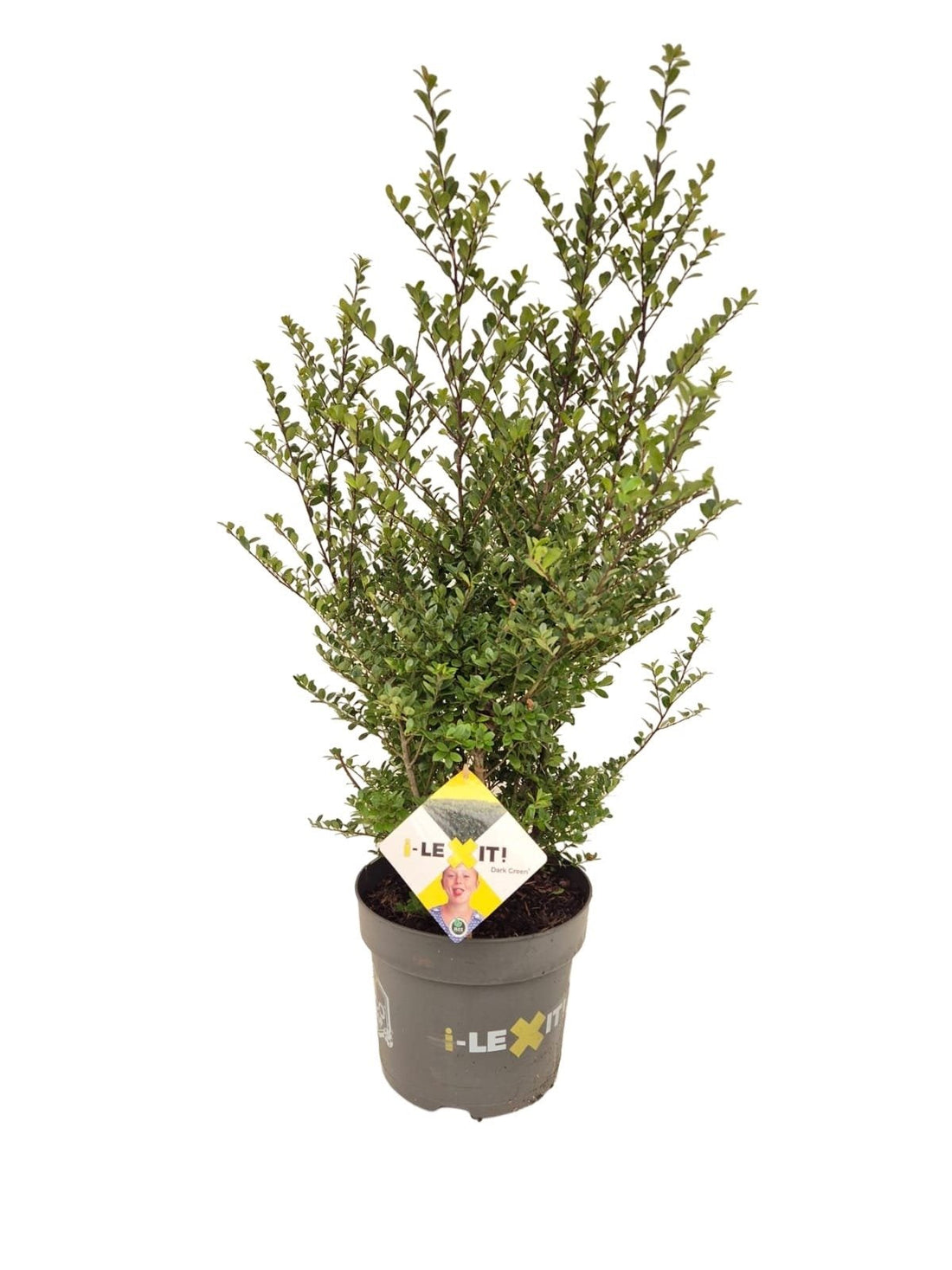 Ilex crenata 'Dark Green' - Japanse Hulst in struikvorm