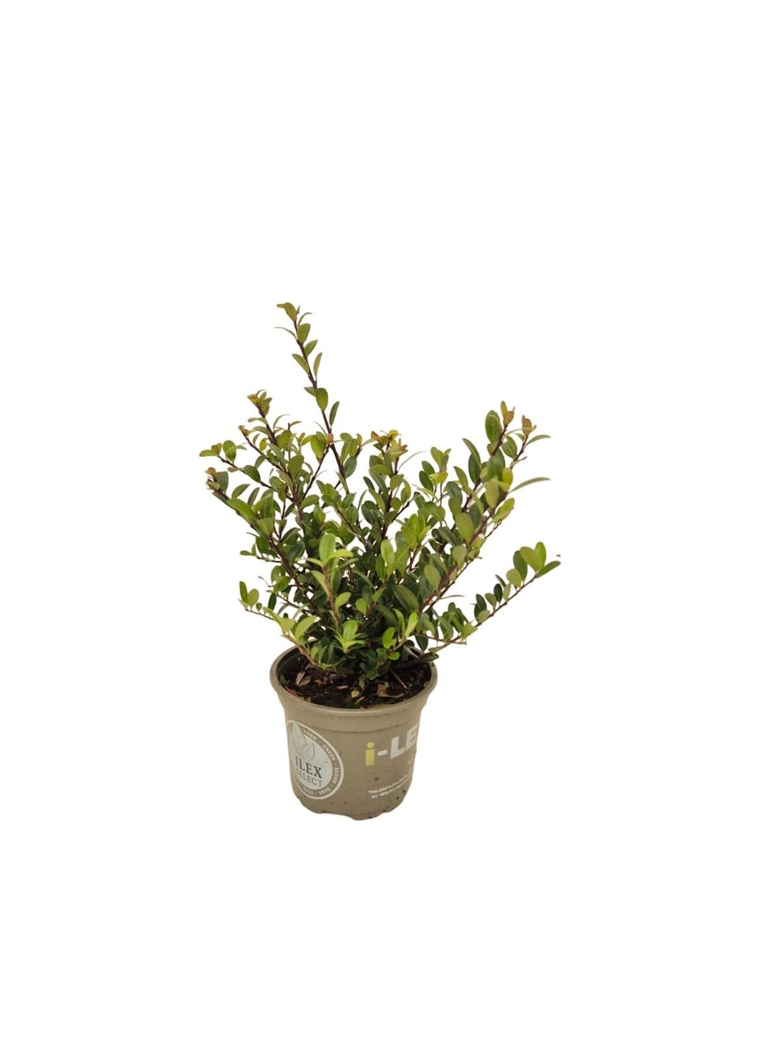 Ilex crenata 'Dark Green' - Japanse Hulst in struikvorm