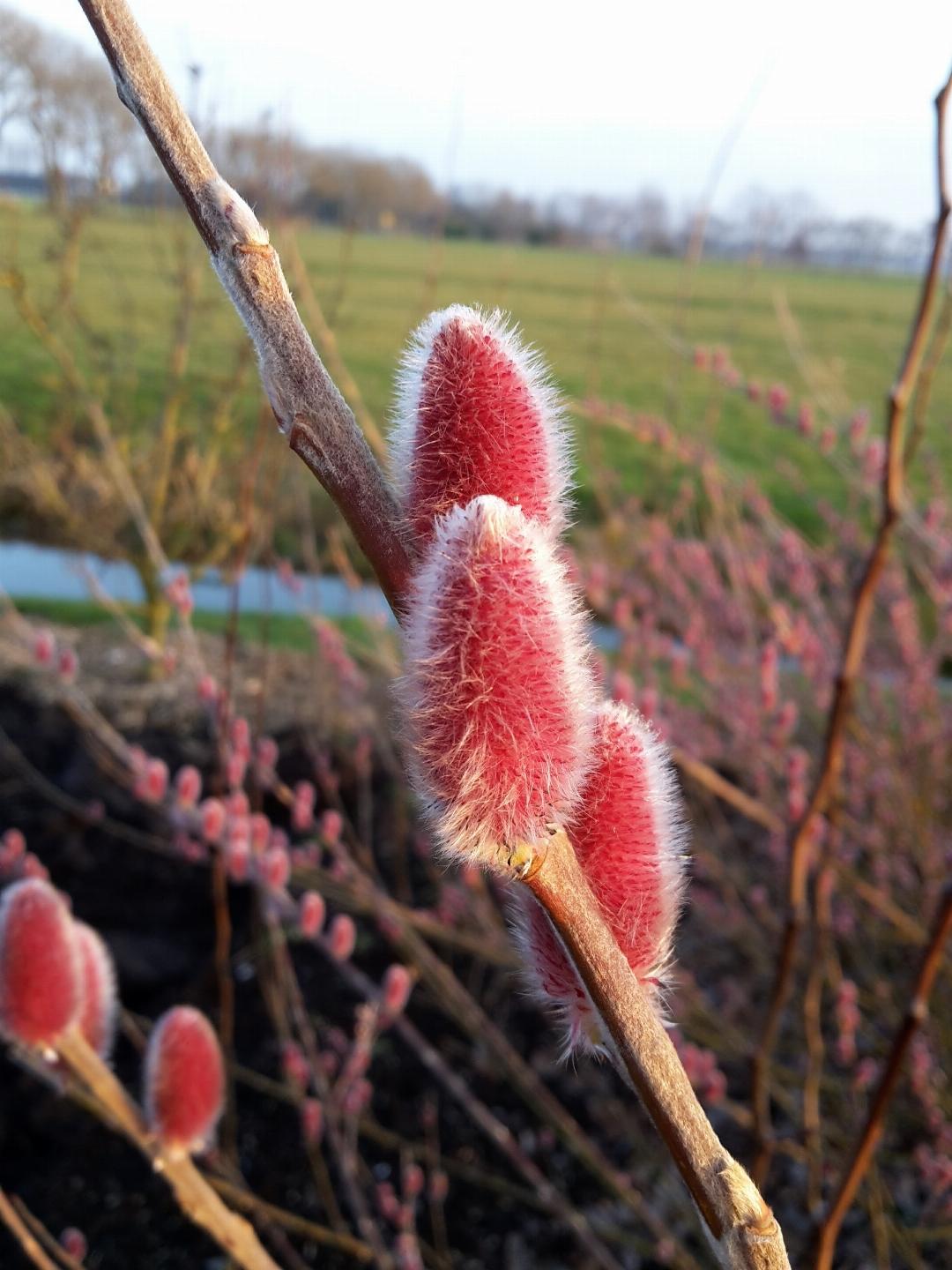 Salix gracilistyla 'Mt. Aso' - Roze Katjeswilg (Pakket van 24)