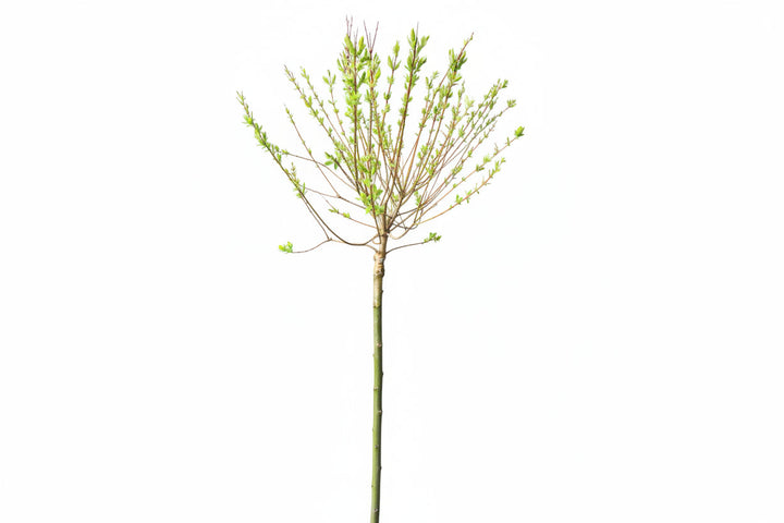 Salix integra Hakuro-nishiki - Bonte wilg op stam