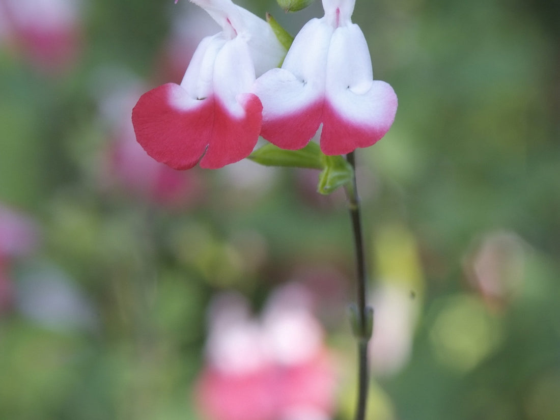 Salvia micr. 'Hot Lips' - Salie Rood/Wit
