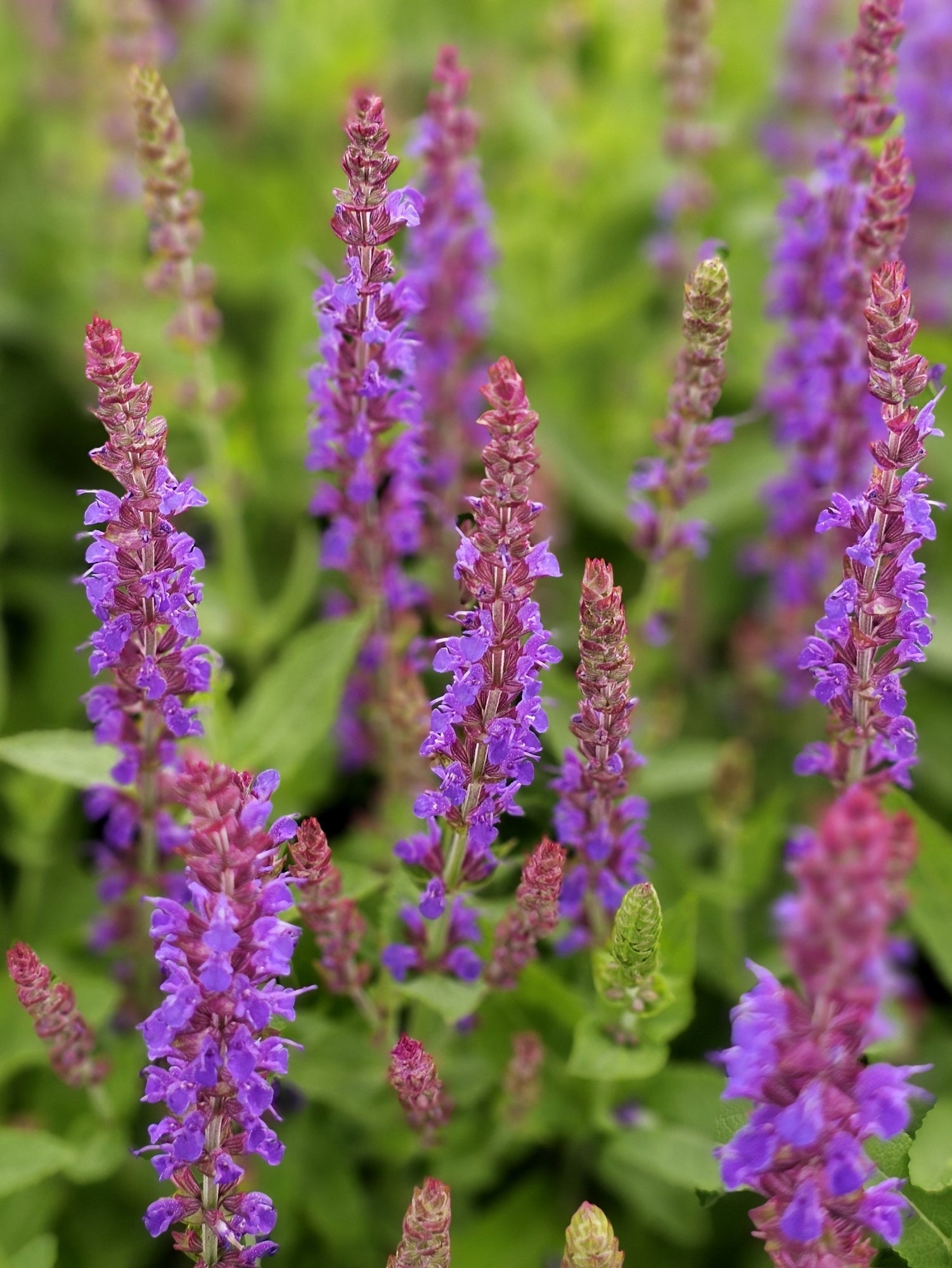 Salvia nemorosa 'Ostfriesland' - Salie