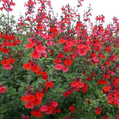 Salvia Royal Bumble - Salie