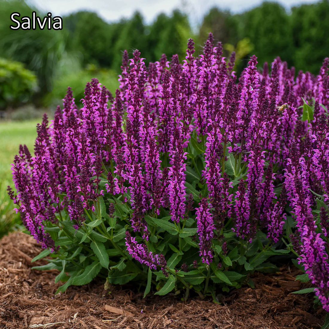 Borderpakket 'Onderhoudsarm-zonpakket' - 5m² - 50 planten