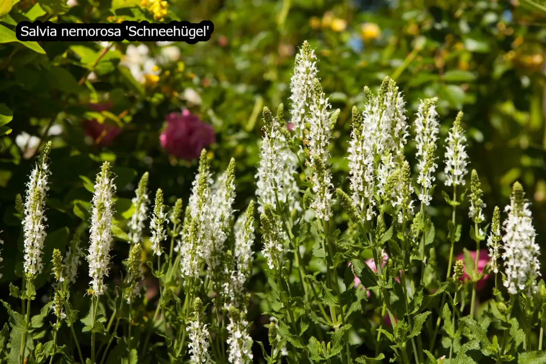 Borderpakket 'Pastel & Wit' - 5m² - 50 planten