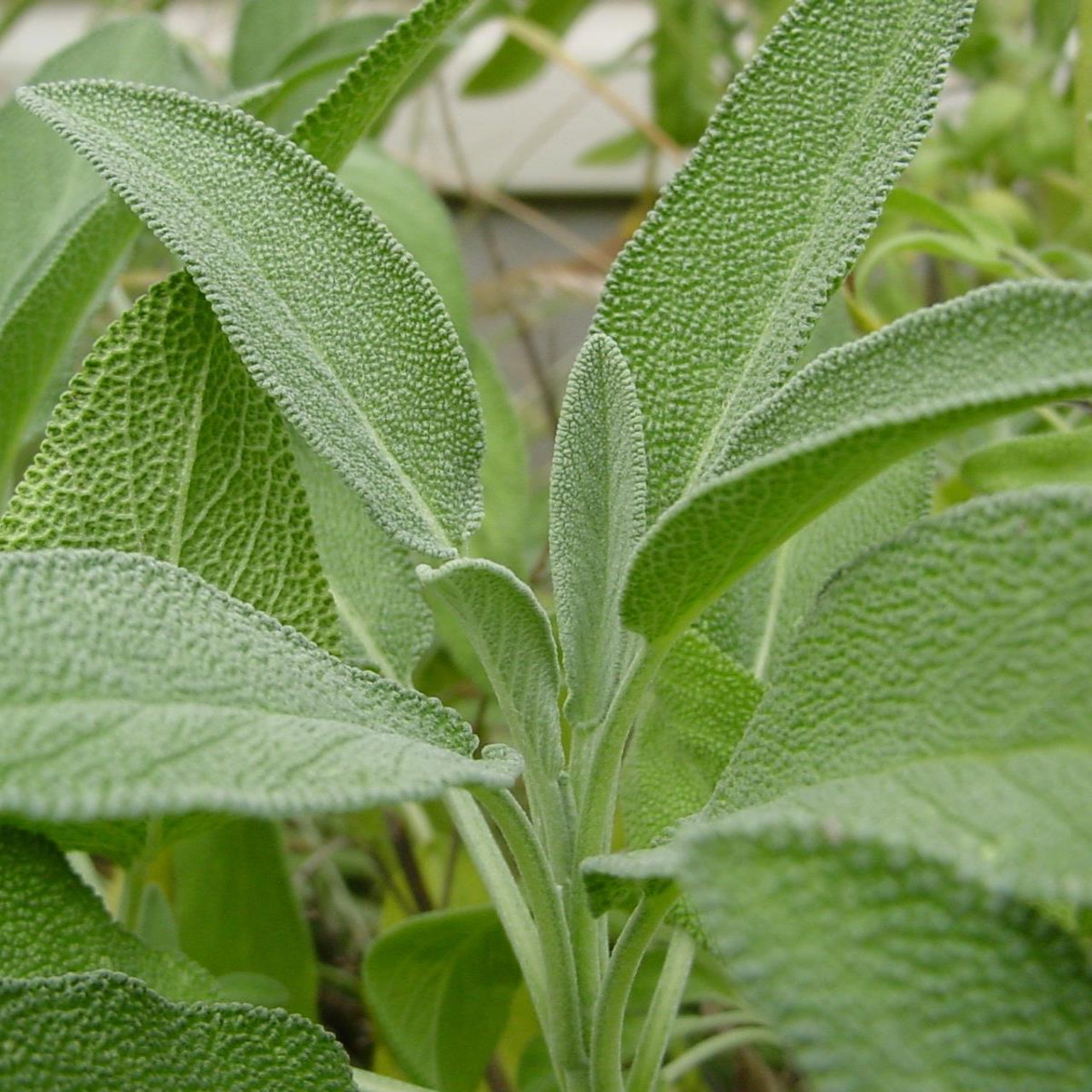 Salvia officinalis - Echte salie