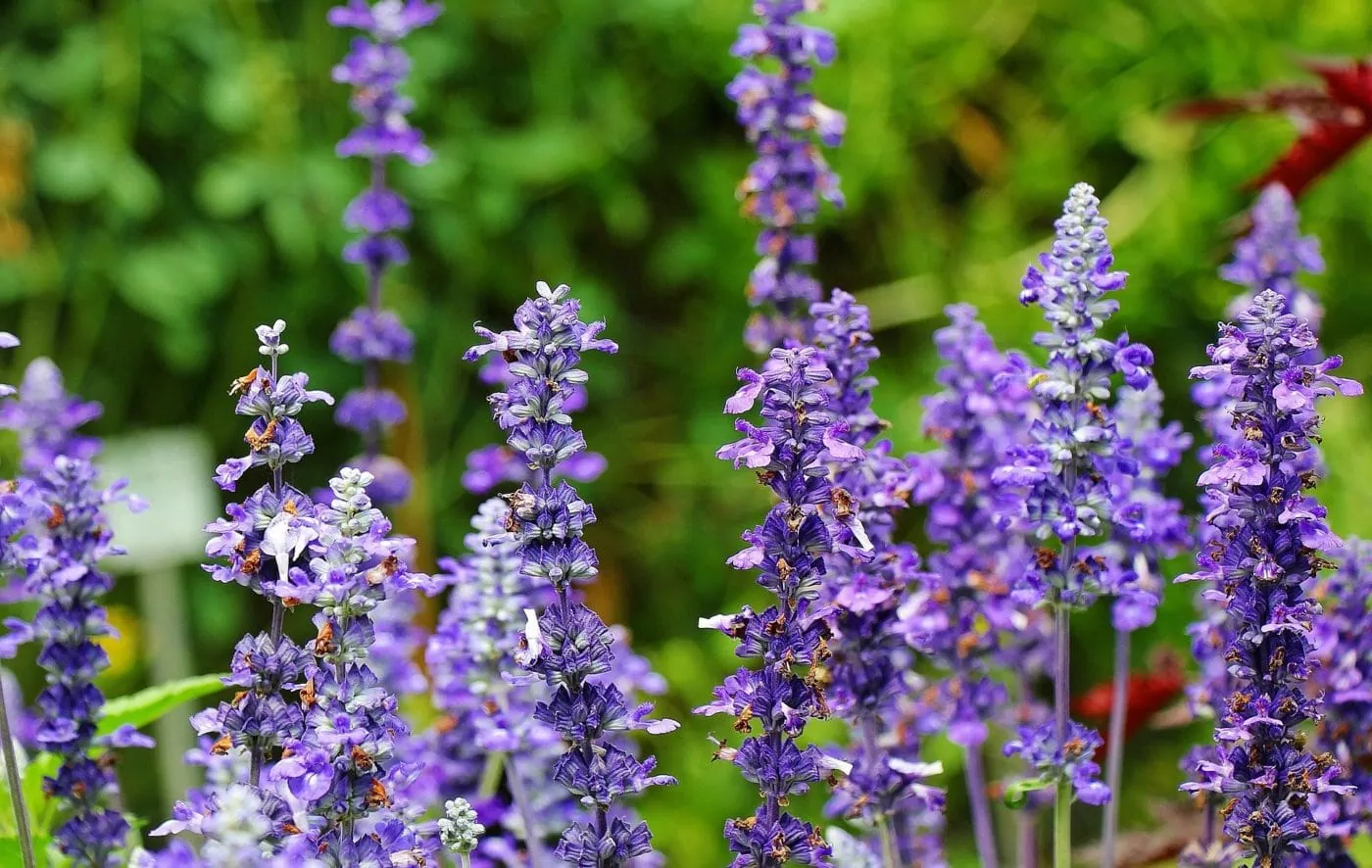 Salvia officinalis - Echte salie
