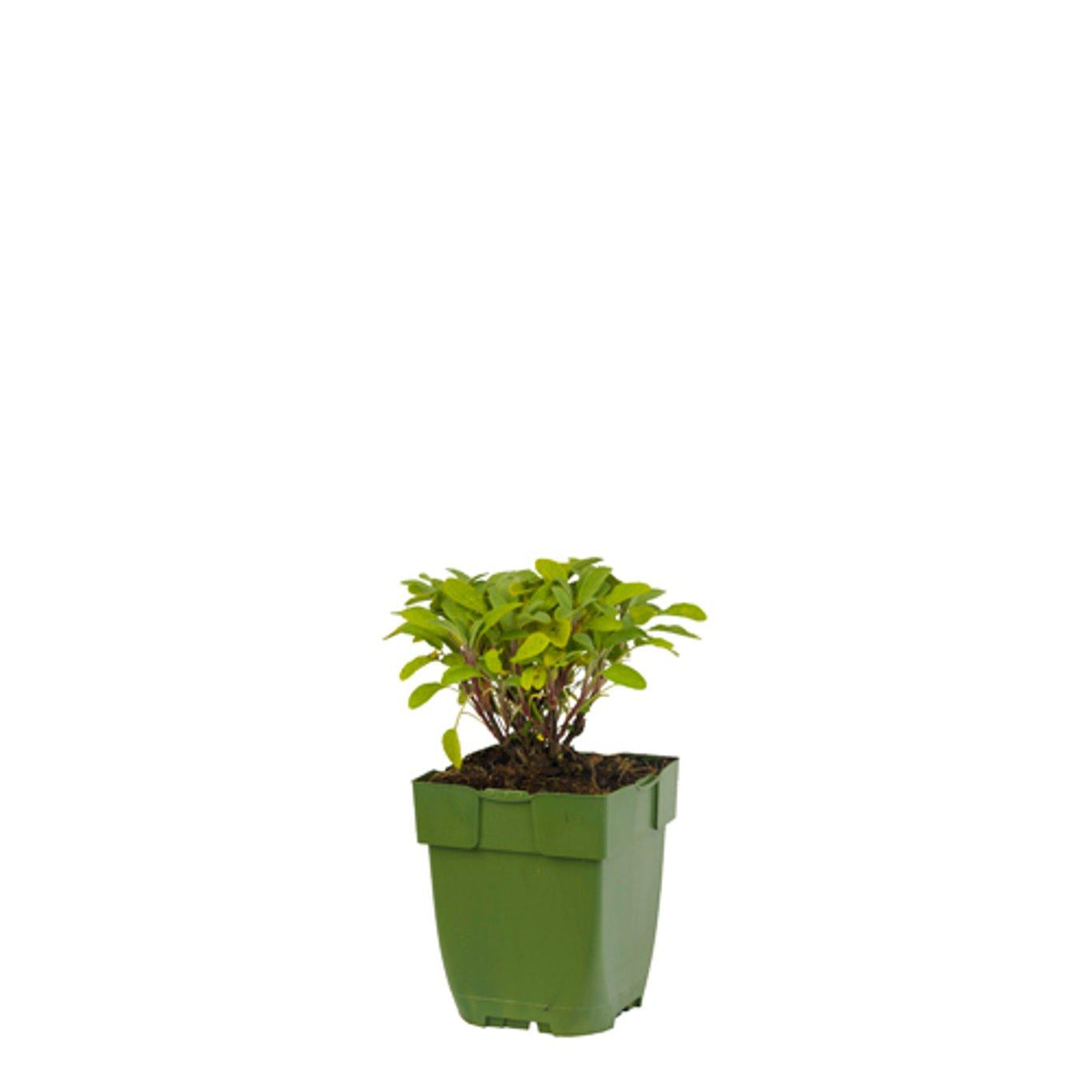 Salvia officinalis - Echte salie