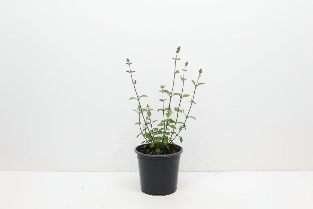Salvia micr. 'Hot Lips' - Salie Rood/Wit