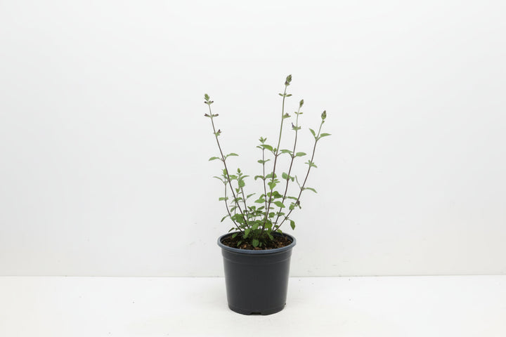 Salvia micr. 'Hot Lips' - Salie Rood/Wit