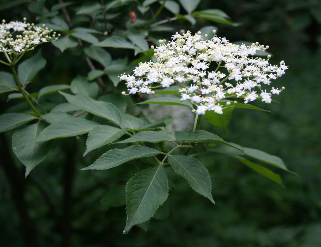 Sambucus nigra - Gewone vlier blote wortel