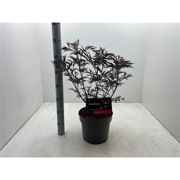 Sambucus nigra Black Beauty - Zwarte Vlierbes