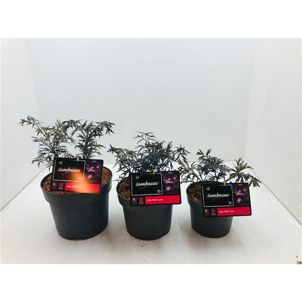Sambucus nigra Black Beauty - Zwarte Vlierbes