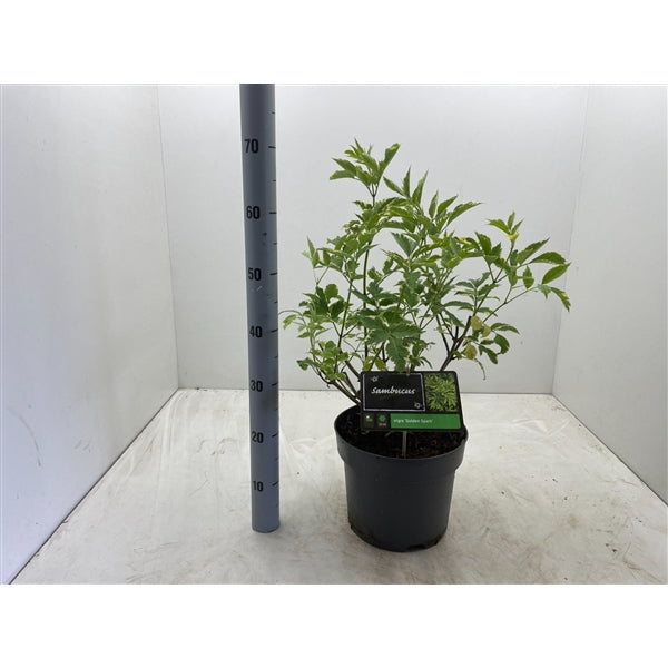 Sambucus nigra Gold Spark - Vlierbes