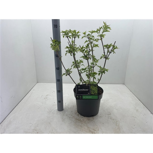 Sambucus nigra Gold Spark - Vlierbes