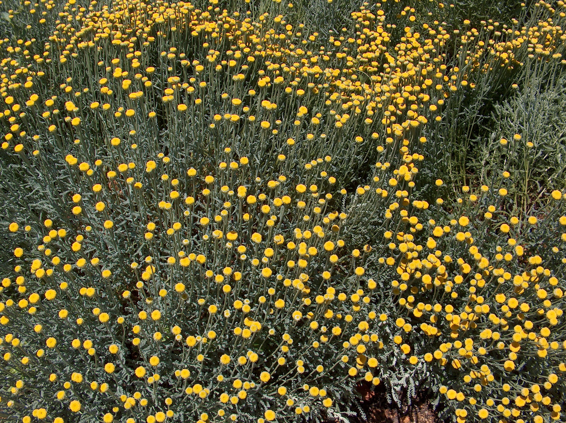 Santolina chamaecyparissus - Heiligenbloem