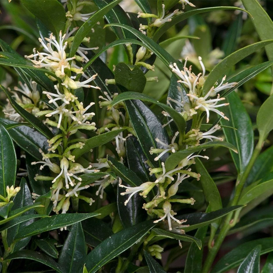 Sarcococca ruscifolia 'Dragon Gate' - Vleesbes