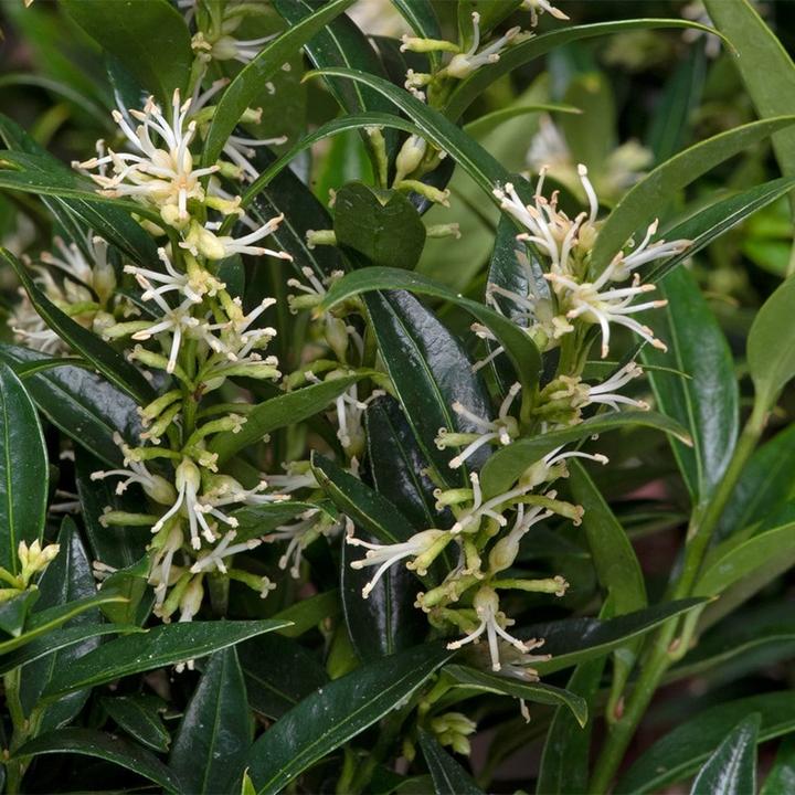 Sarcococca ruscifolia 'Dragon Gate' - Vleesbes