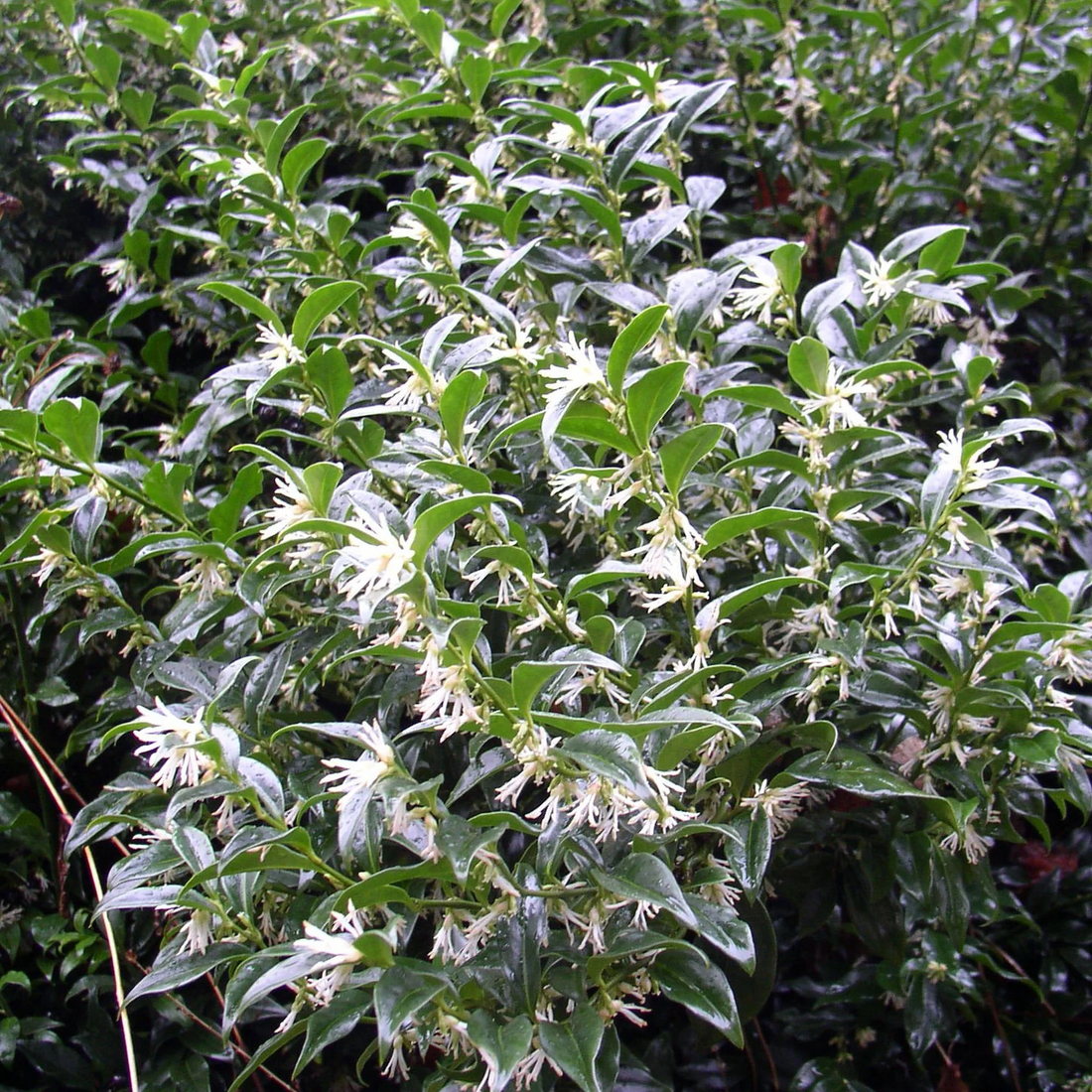 Sarcococca ruscifolia 'Dragon Gate' - Vleesbes