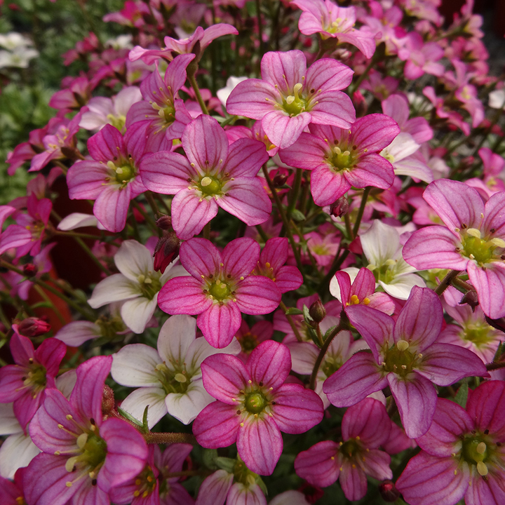 Saxifraga (A) Touran Pink - Steenbreek