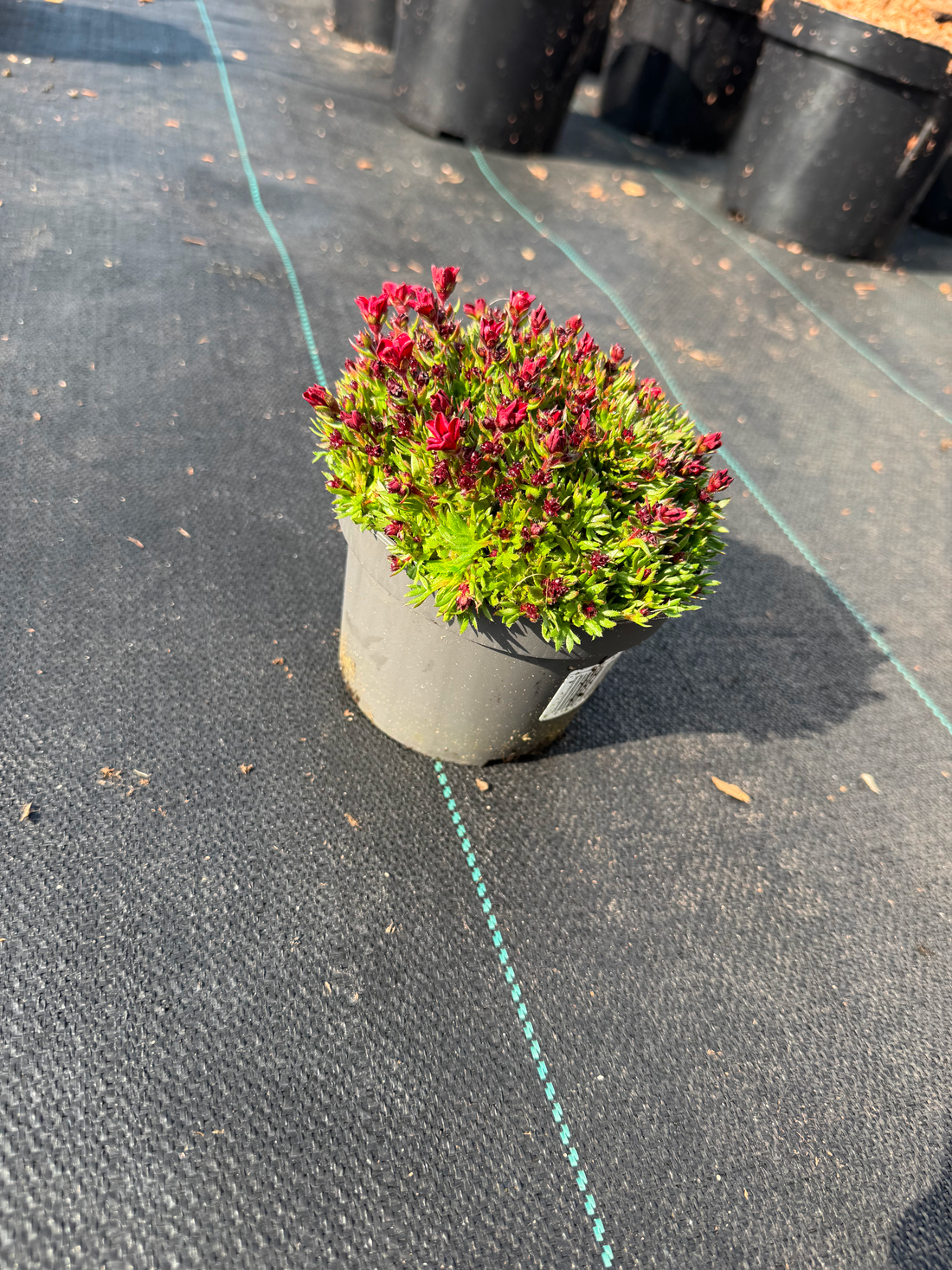 Saxifraga (A) Touran Deep Red - Steenbreek