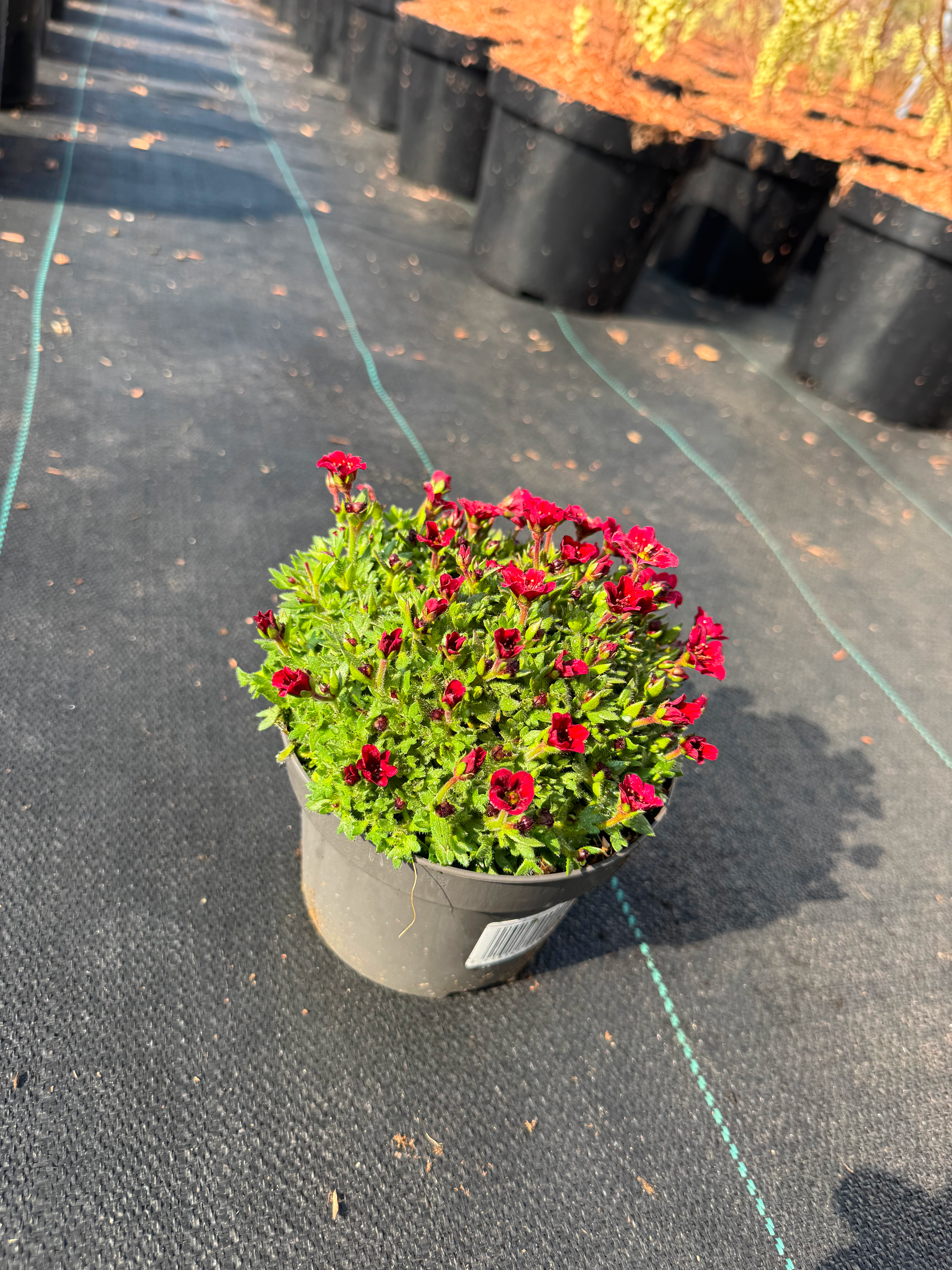 Saxifraga (A) Touran Pink - Steenbreek