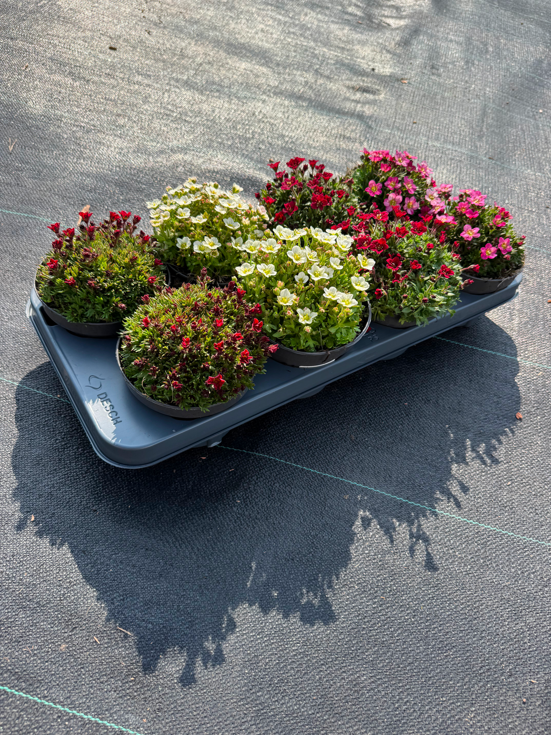 Saxifragamix - Kleurrijk - Pakket voor 1 vierkantemeter